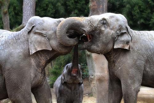 “Asian elephants greeting each other by inter-twining their trunks. Touching is an important form of communication: among elephants. Individuals greet each other by stroking or wrapping their trunks; the latter  also occurs during mild competition....Touching is especially important for mother–calf communication. When moving, elephant mothers will touch their calves with their trunks or feet when side-by-side or with their tails if the calf is behind them. If a calf wants to rest, it will press against its mother's front legs and when it wants to suckle, it will touch her breast or leg.”  Text from "Behavioral Ecology and Sociobiology" and photograph courtesy of Wikipedia.